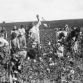 Living Conditions of Enslaved People in Plantations of Broward County, FL